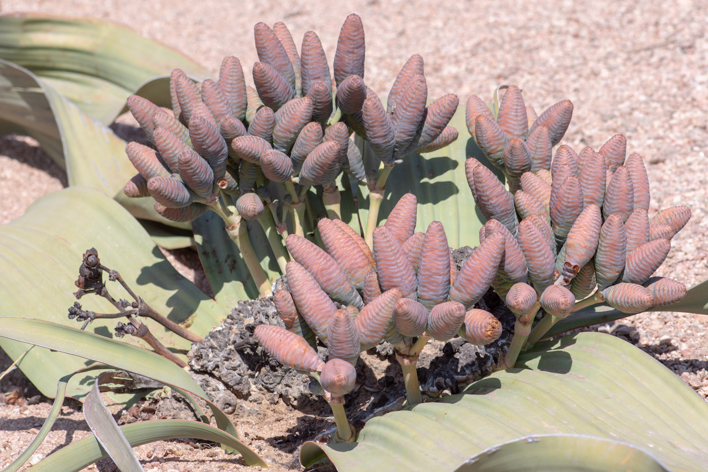 Изображение особи Welwitschia mirabilis.