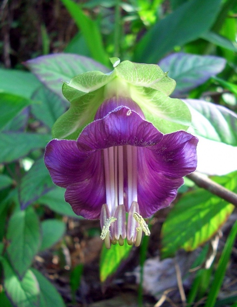 Image of Cobaea scandens specimen.