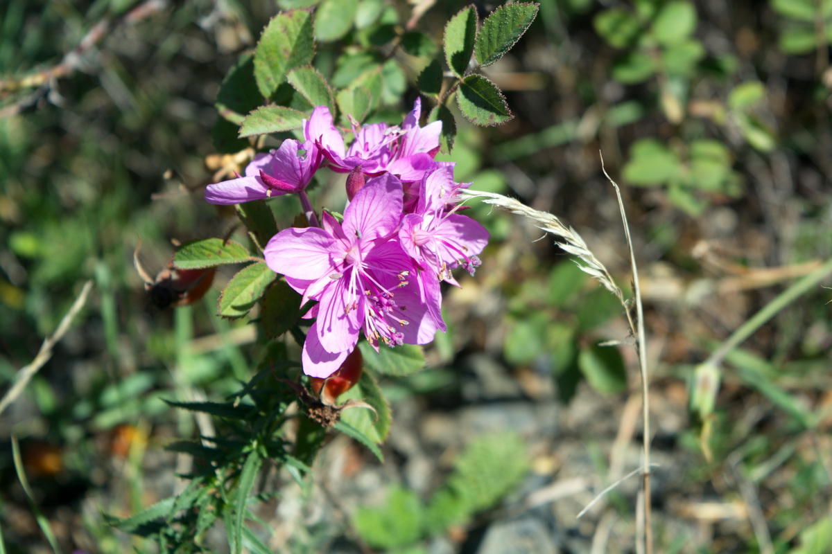 Изображение особи Chamaenerion colchicum.