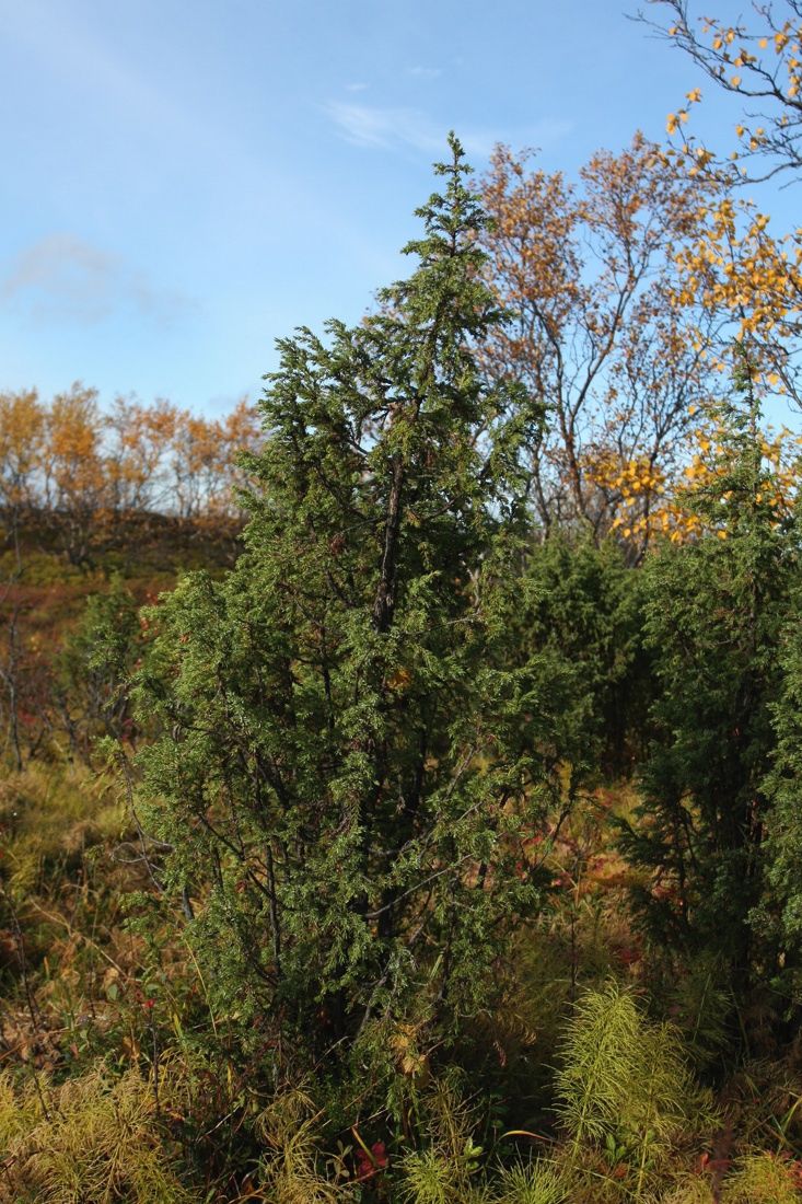 Изображение особи Juniperus niemannii.