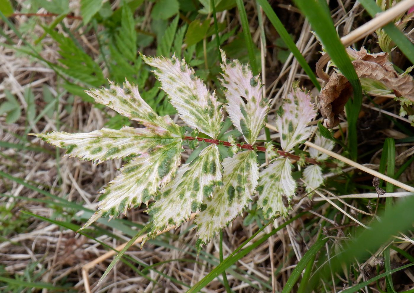 Image of Filipendula ulmaria specimen.