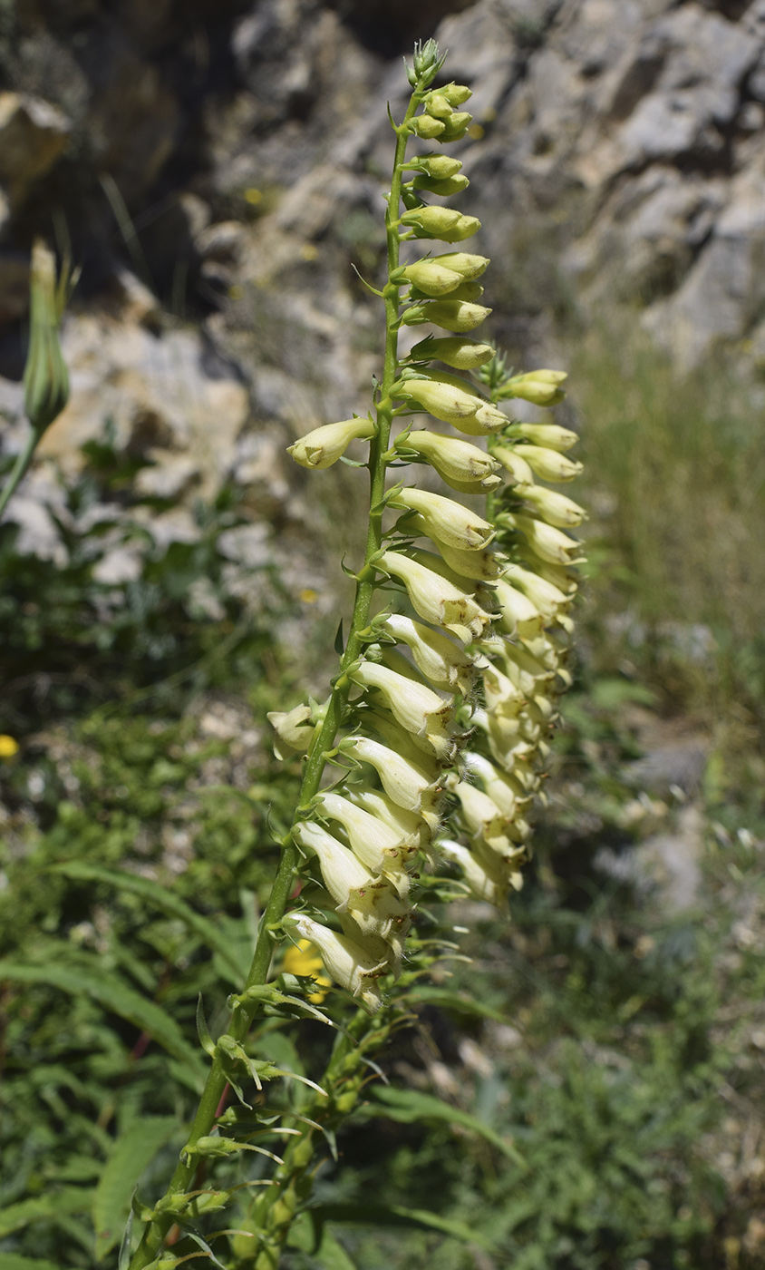 Изображение особи Digitalis lutea.