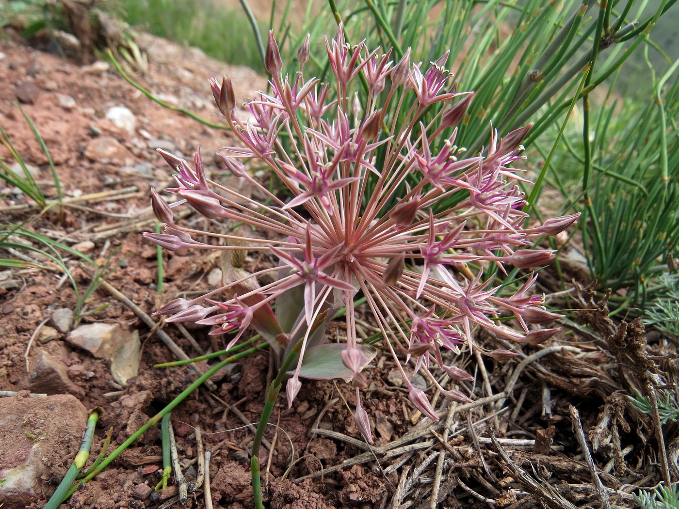 Image of Allium alexeianum specimen.