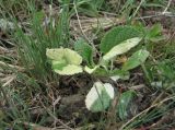 Salvia tesquicola