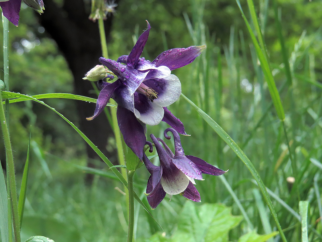 Изображение особи Aquilegia vulgaris.