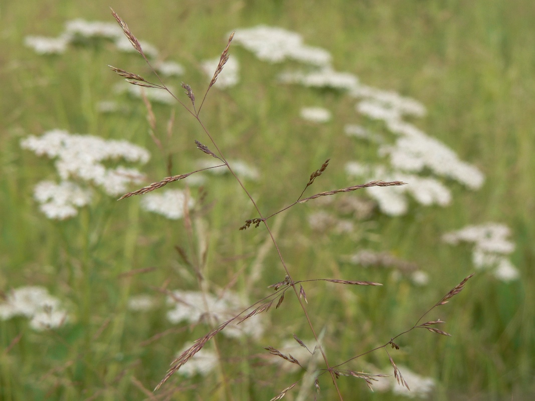 Изображение особи Agrostis gigantea.