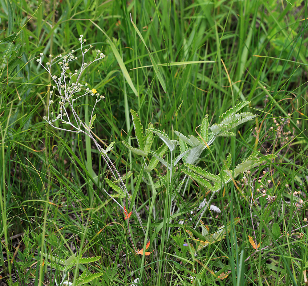 Image of Potentilla discolor specimen.