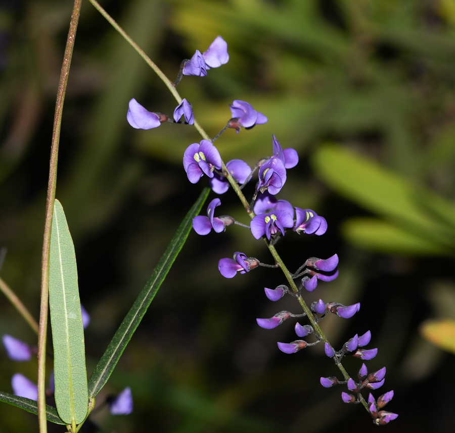 Image of Hardenbergia comptoniana specimen.