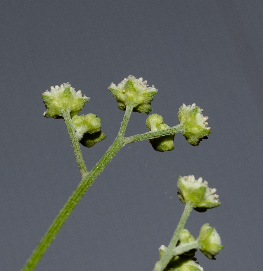 Изображение особи Parthenium hysterophorus.