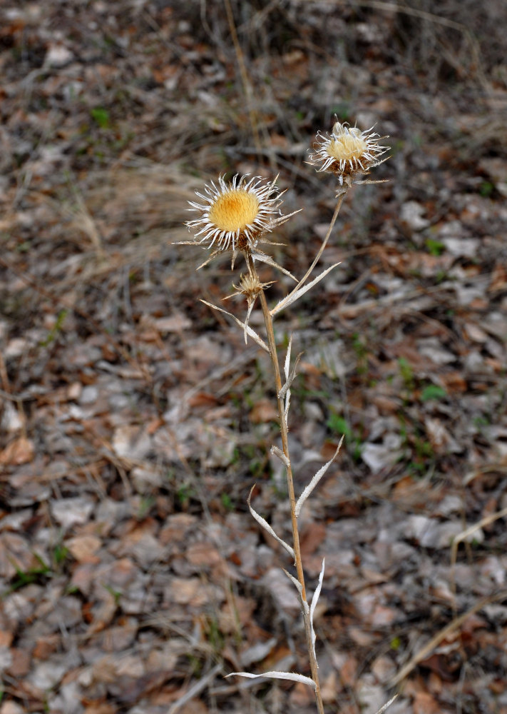 Изображение особи Carlina biebersteinii.