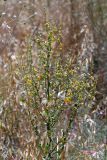 genus Verbascum. Верхушка цветущего растения. Израиль, лес Бен-Шемен. 06.06.2020.