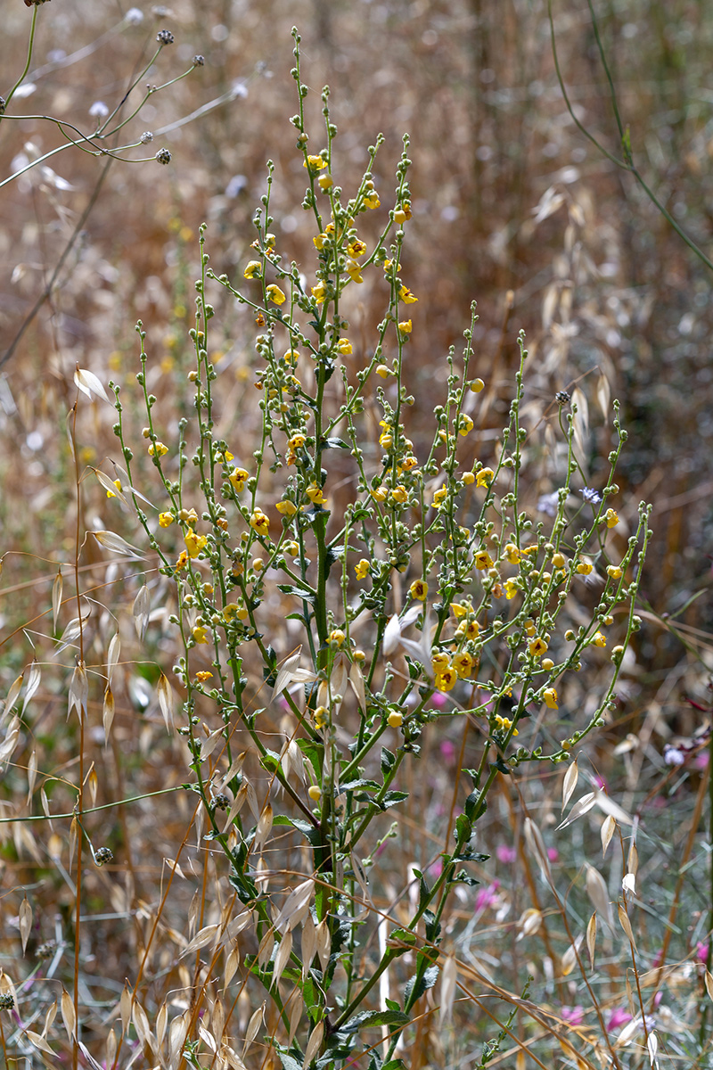 Изображение особи род Verbascum.