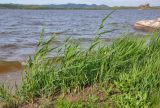 Phragmites australis. Вегетирующие растения. Алтайский край, Змеиногорский р-н, восточный берег оз. Колыванское, у воды. 28.06.2021.