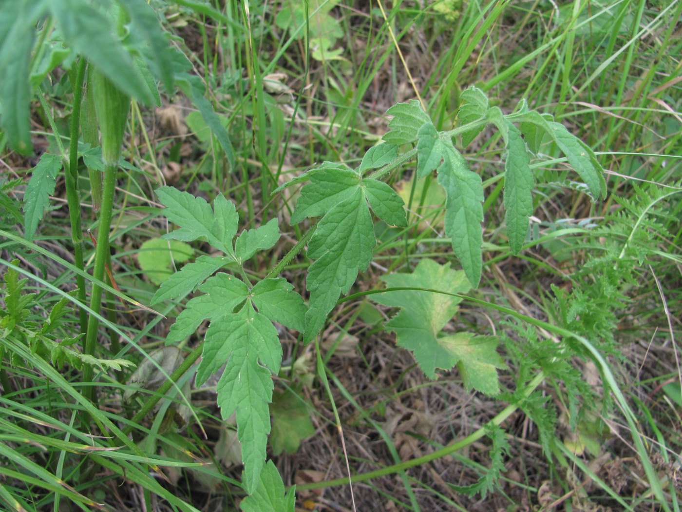 Image of Heracleum roseum specimen.