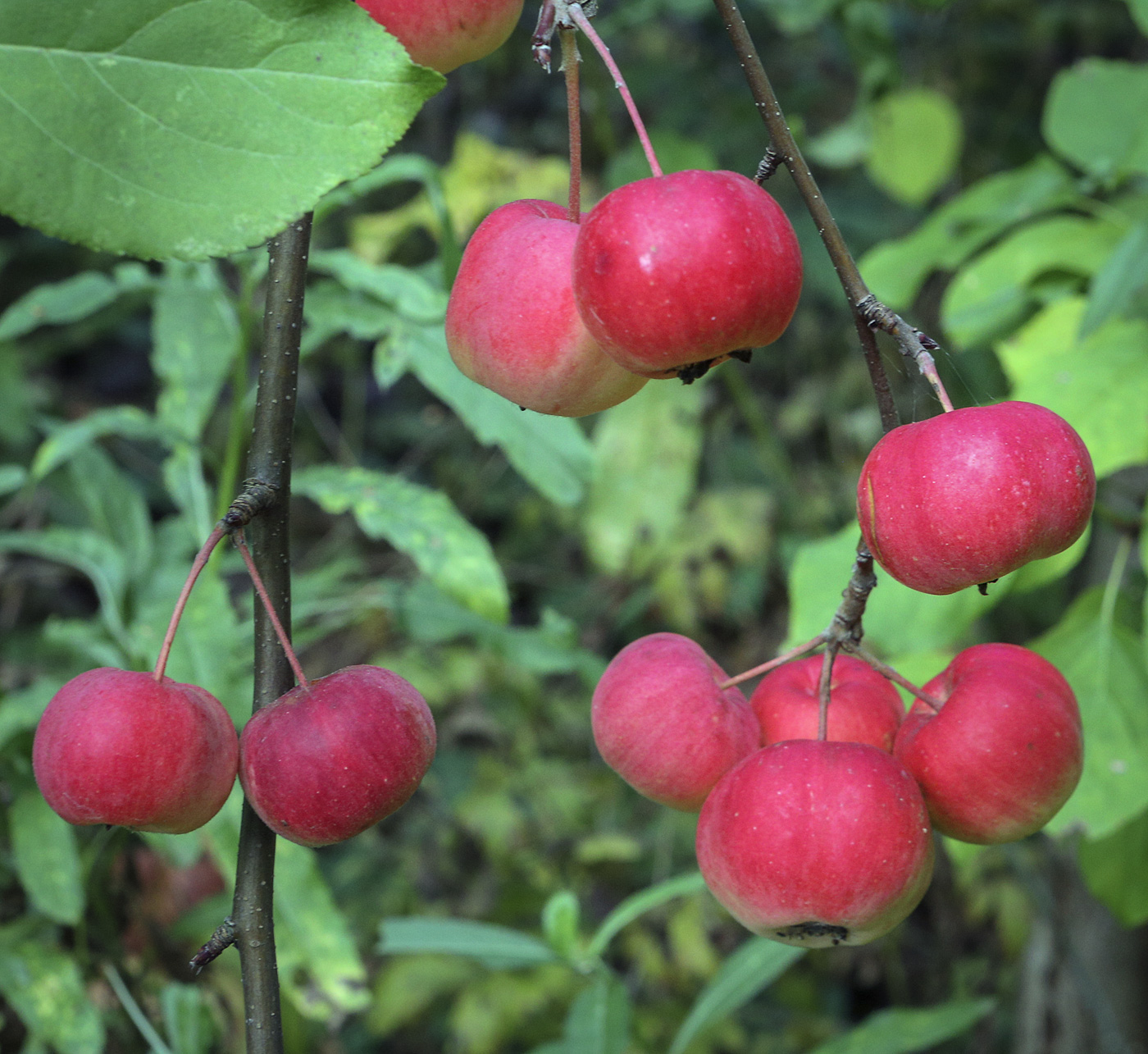 Изображение особи Malus &times; robusta.