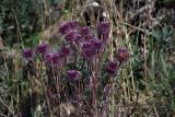 Erigeron eriocephalus