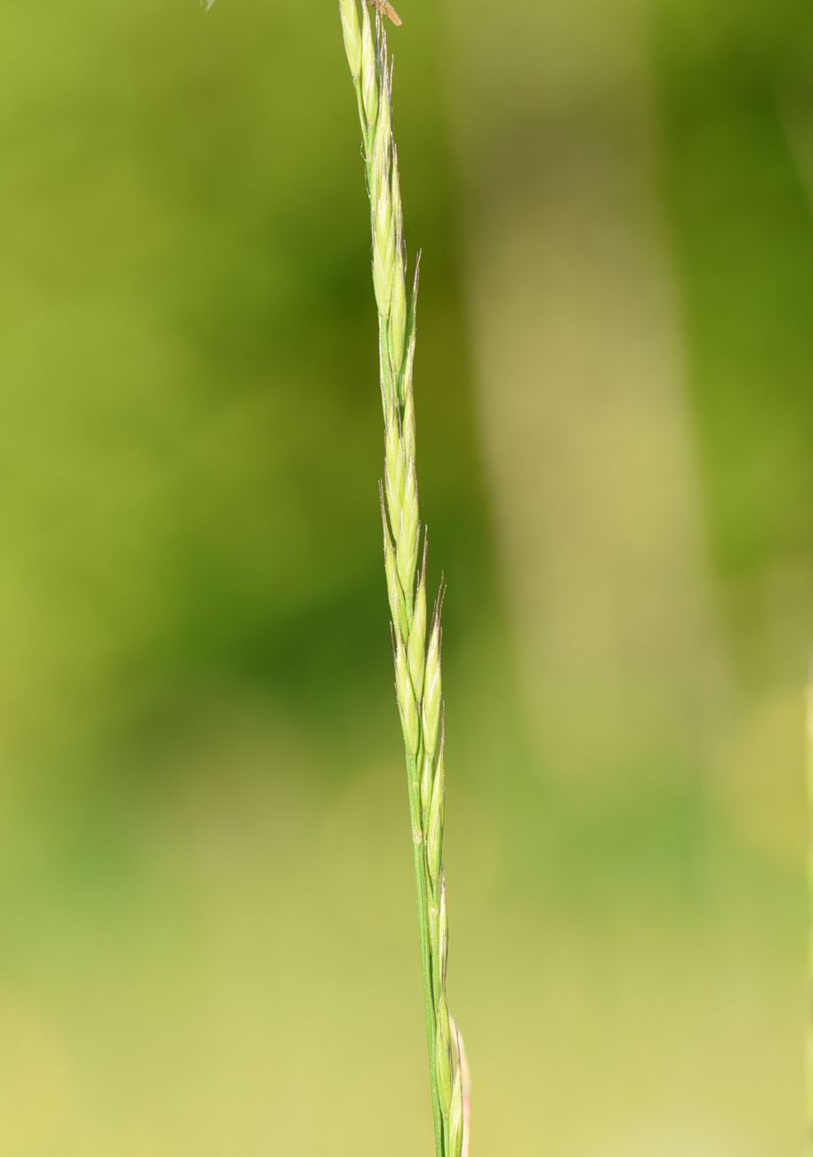 Изображение особи семейство Poaceae.