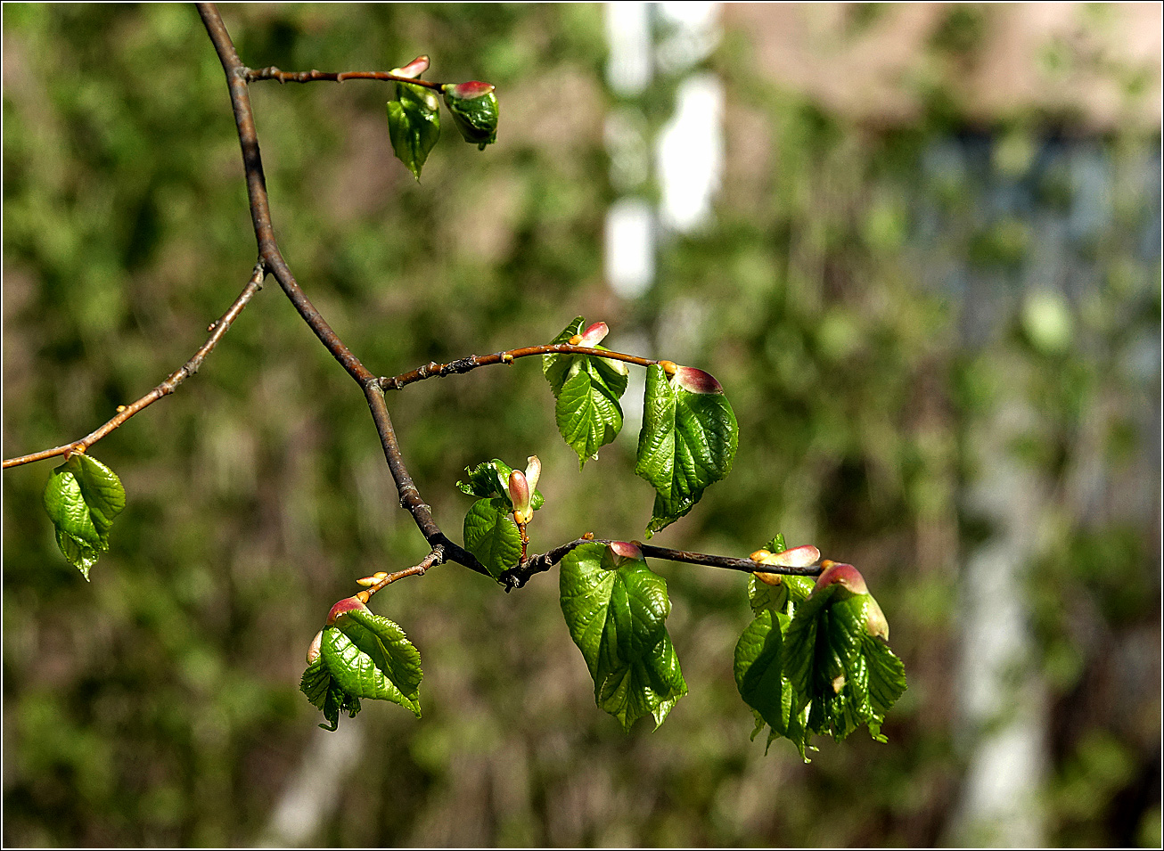 Image of Tilia cordata specimen.