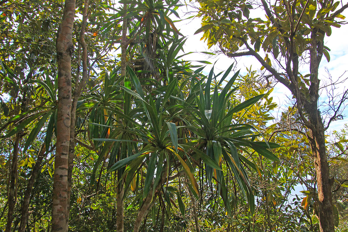 Изображение особи род Pandanus.