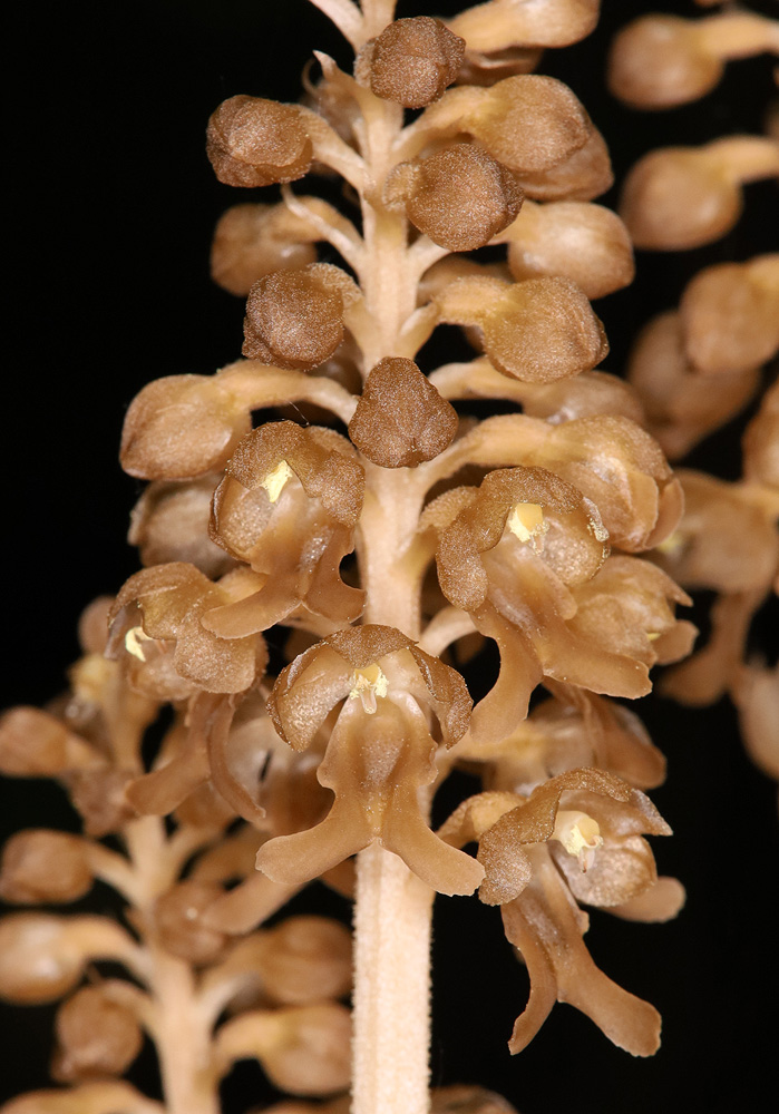 Image of Neottia nidus-avis specimen.