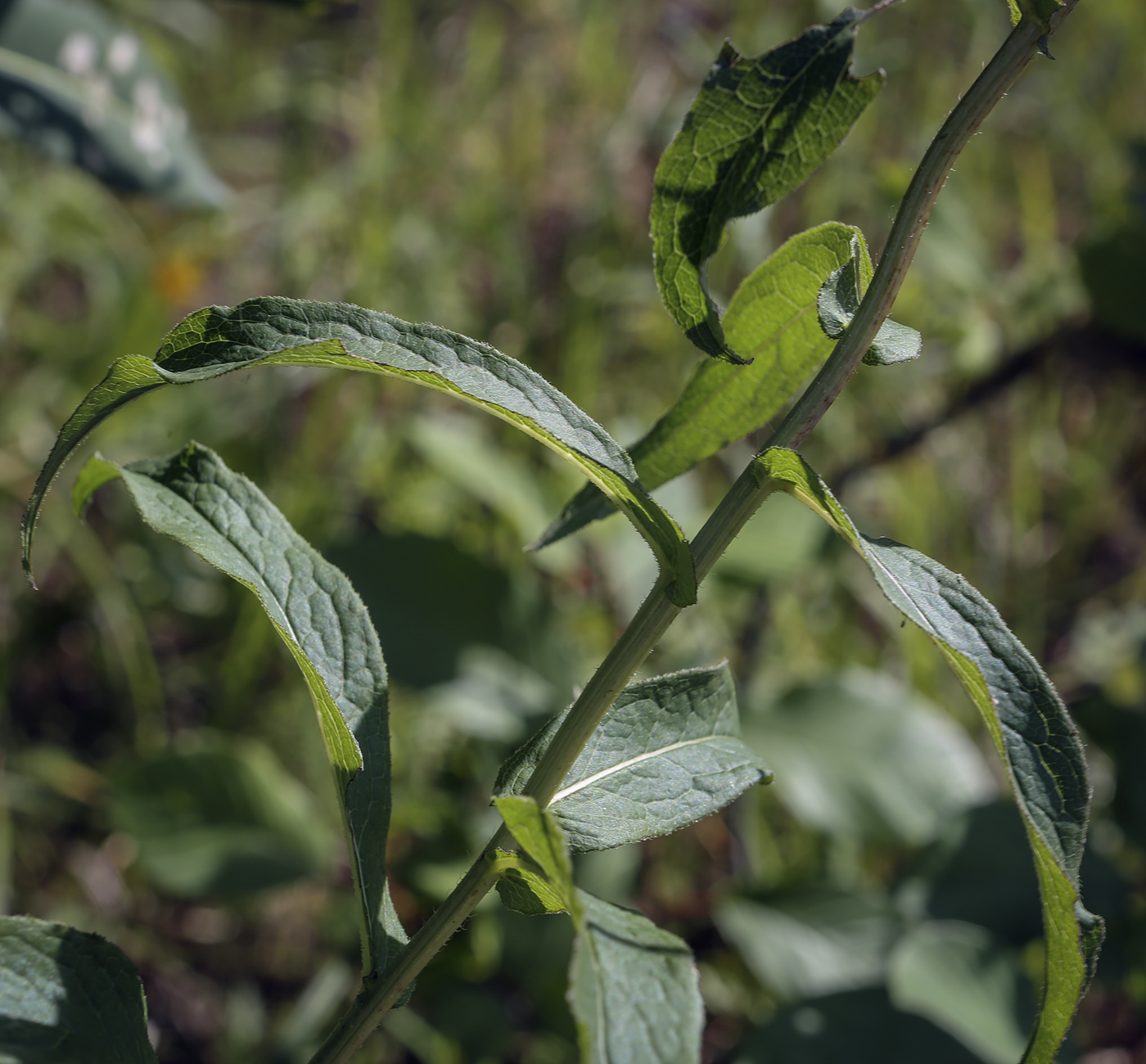 Изображение особи Inula salicina.