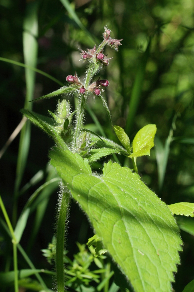 Image of Stachys sylvatica specimen.