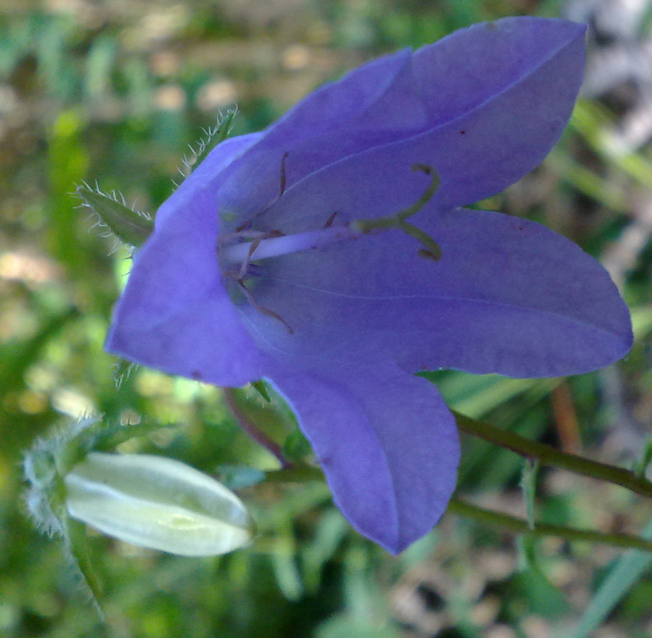 Image of Campanula longistyla specimen.