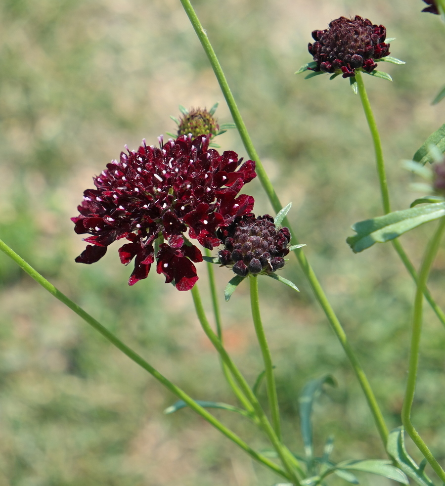 Image of Sixalix atropurpurea specimen.