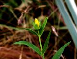 Hypericum ascyron