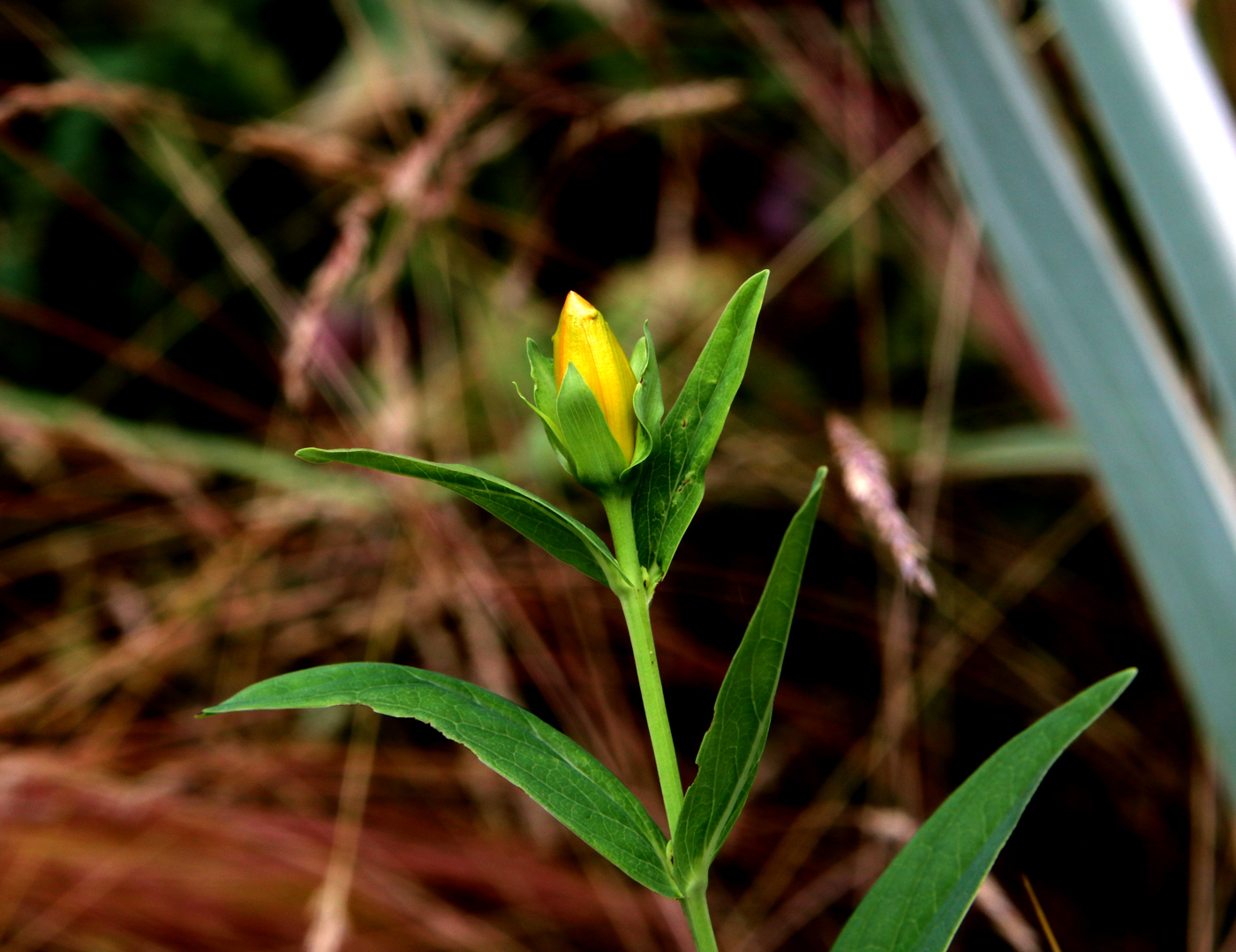 Изображение особи Hypericum ascyron.