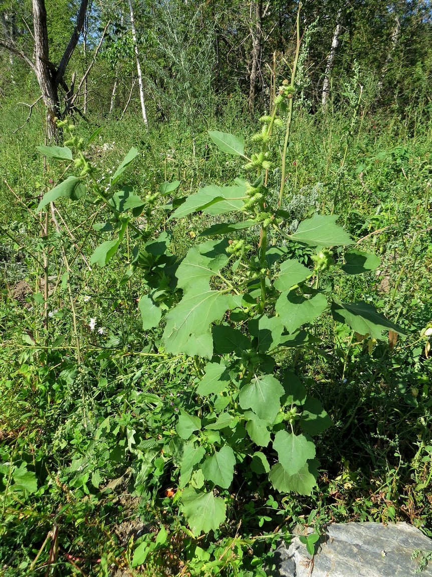 Изображение особи Xanthium strumarium.