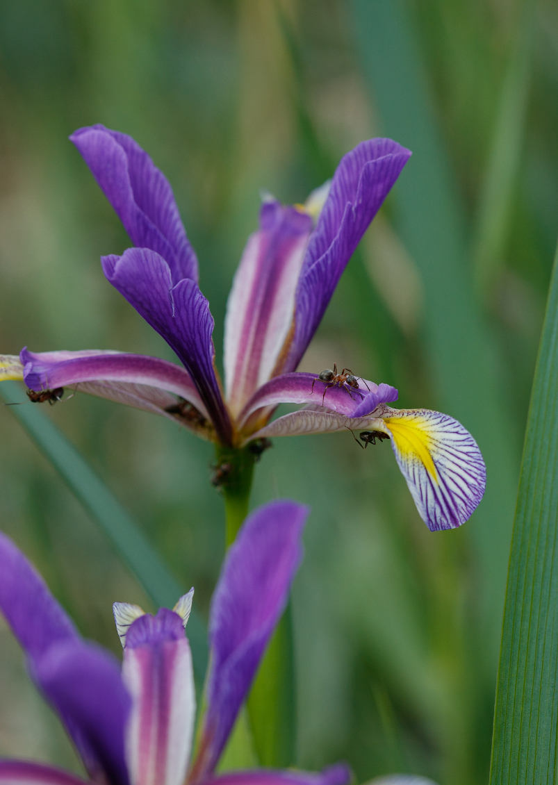 Image of Iris sogdiana specimen.