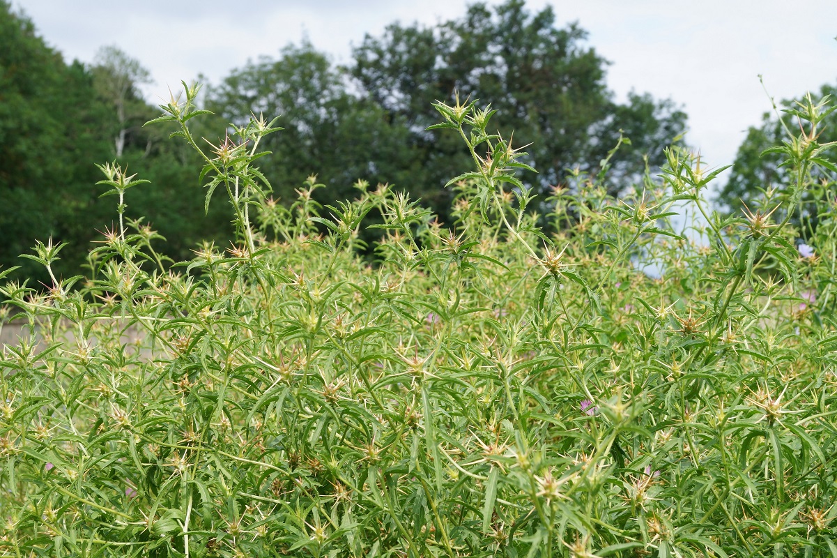 Image of Centaurea calcitrapa specimen.