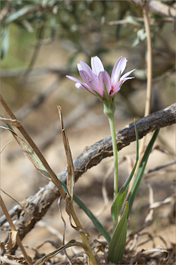 Изображение особи Tragopogon marginifolius.