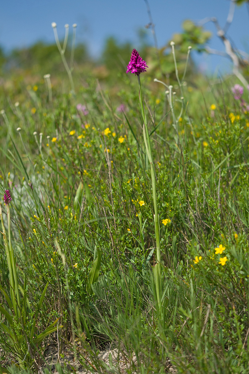 Изображение особи Anacamptis pyramidalis.