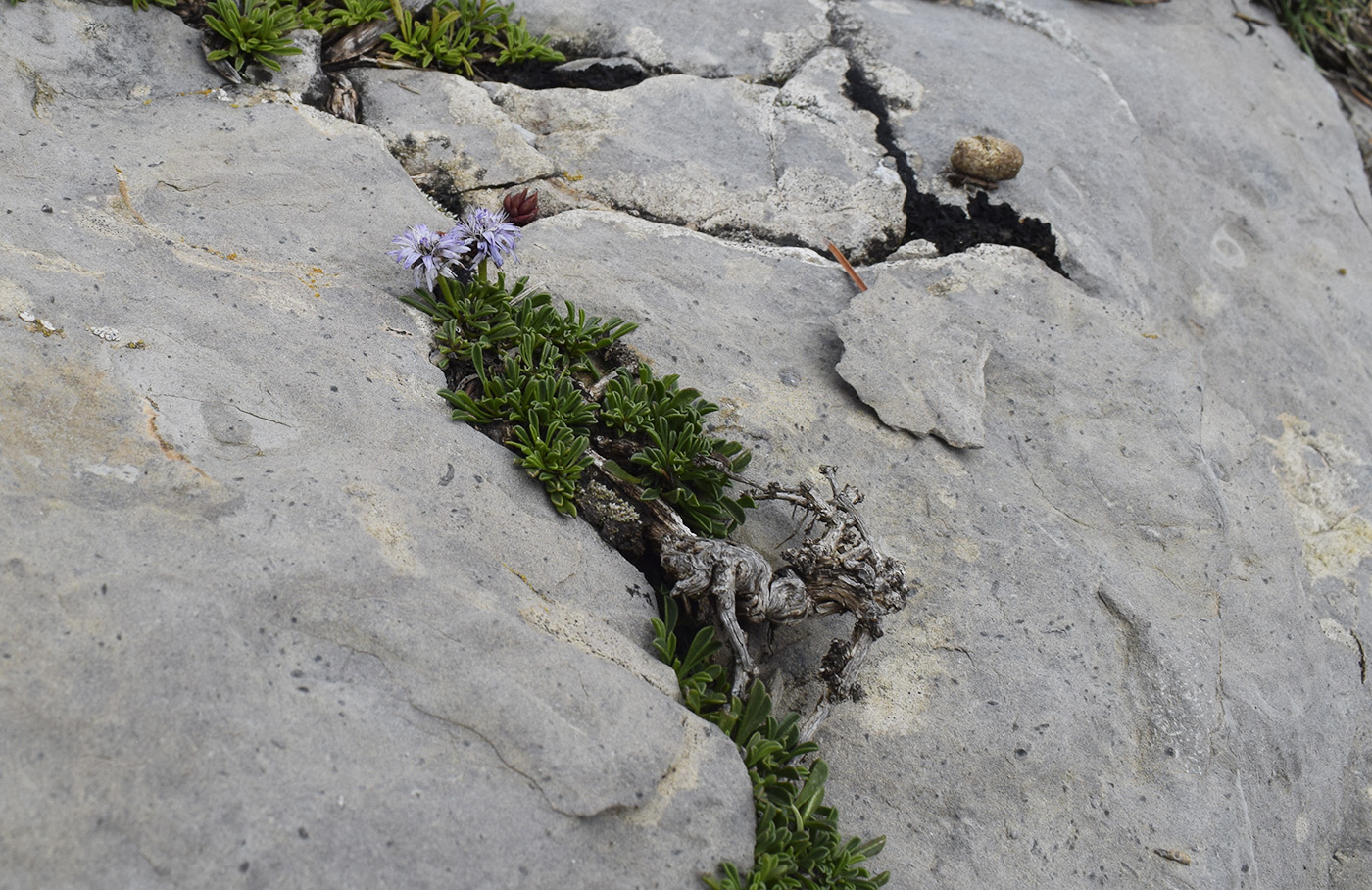 Image of Globularia repens specimen.