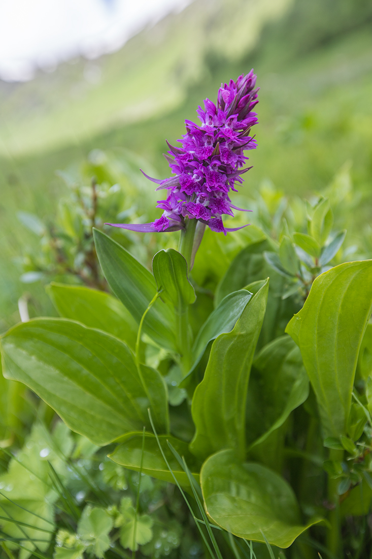 Изображение особи Dactylorhiza euxina.