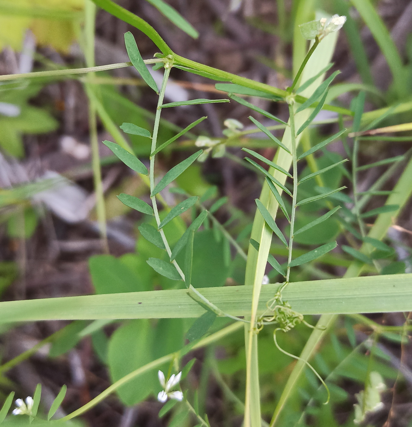 Image of Vicia hirsuta specimen.