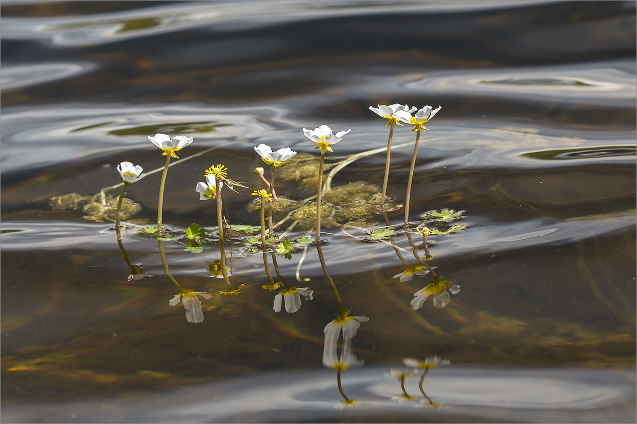 Image of Ranunculus schmalhausenii specimen.