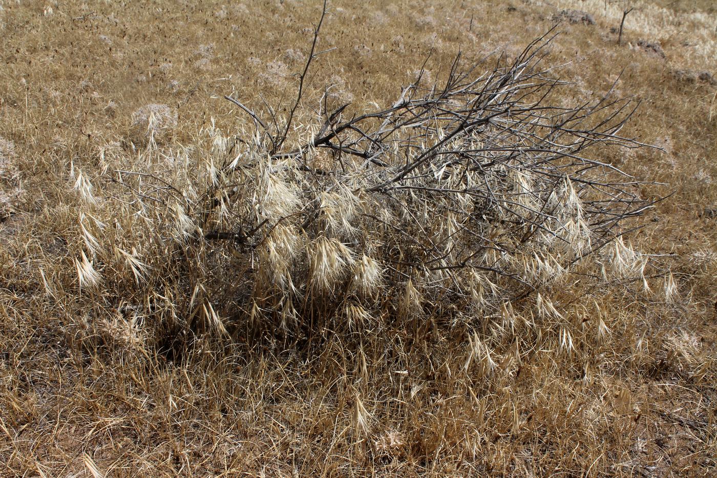 Изображение особи Anisantha tectorum.