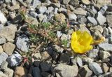 Portulaca grandiflora