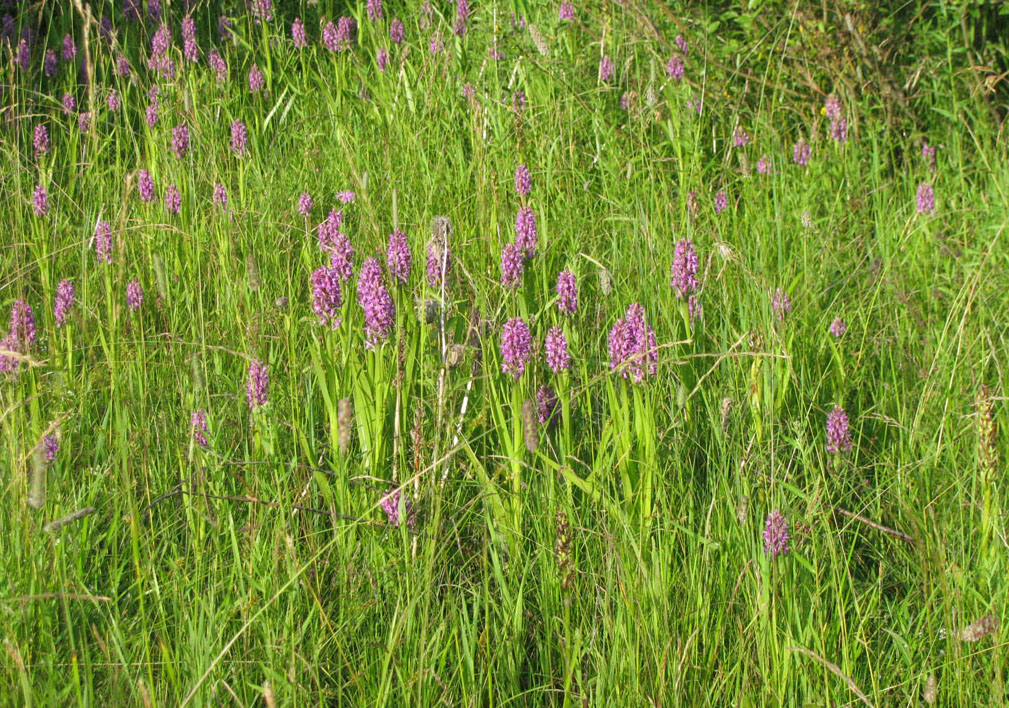 Image of Dactylorhiza incarnata specimen.