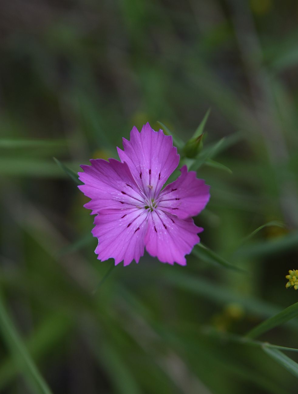 Image of Dianthus caucaseus specimen.