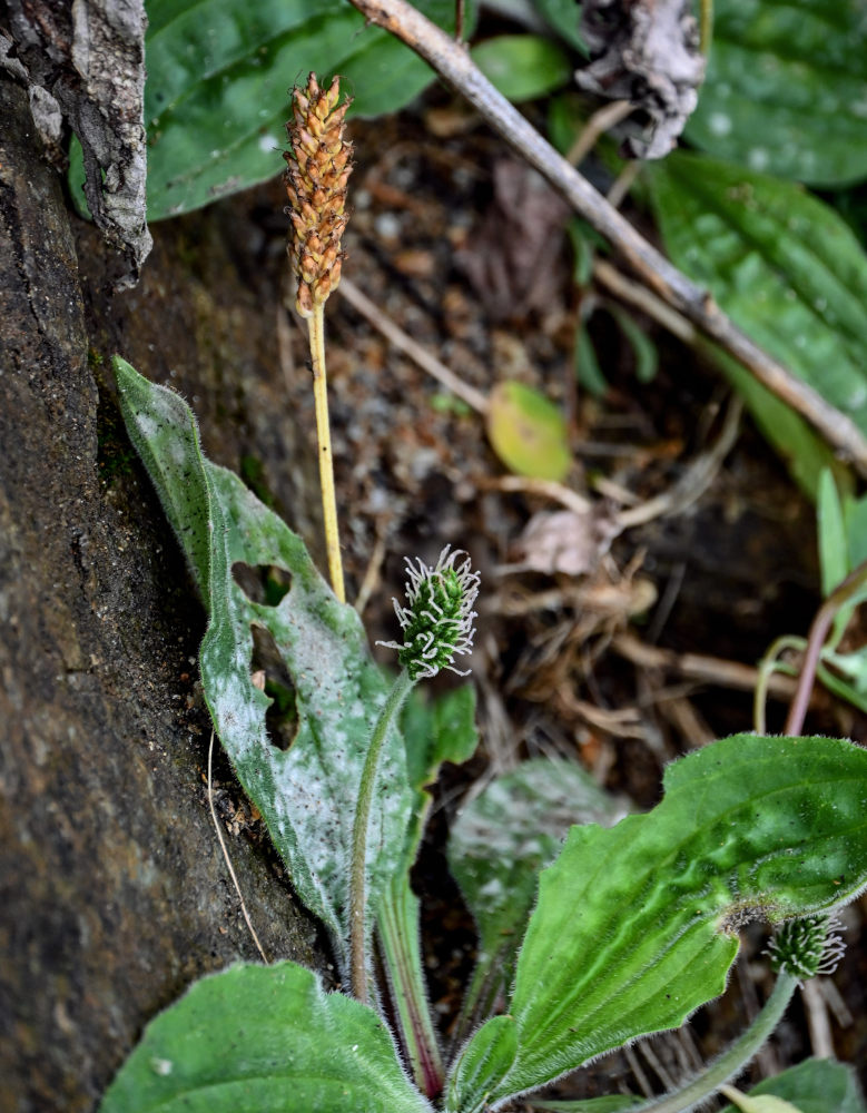 Изображение особи Plantago camtschatica.