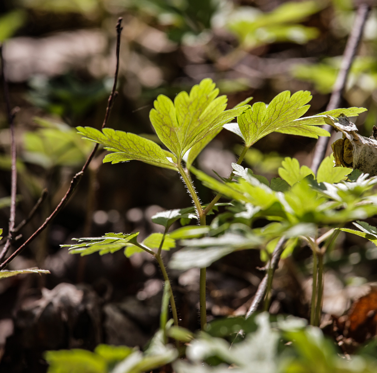 Изображение особи Anemone amurensis.