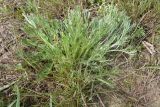 Artemisia campestris