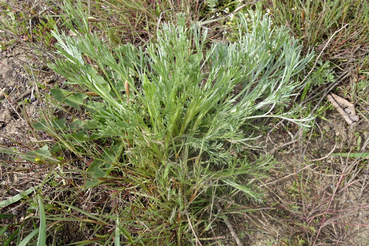 Image of Artemisia campestris specimen.