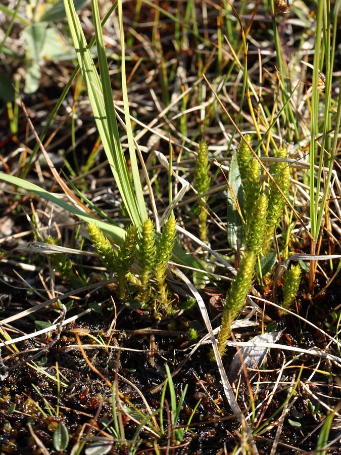 Image of Selaginella selaginoides specimen.