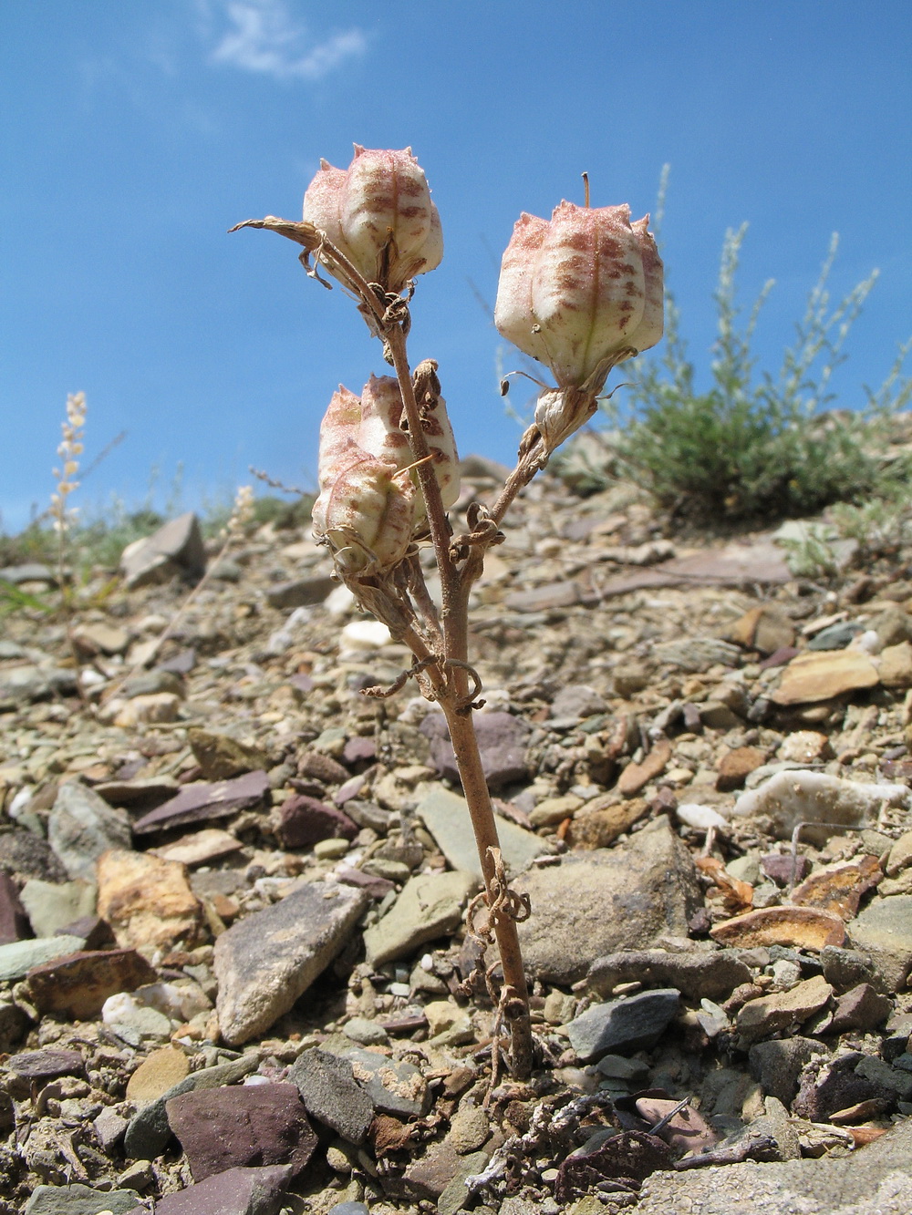 Image of Rhinopetalum karelinii specimen.