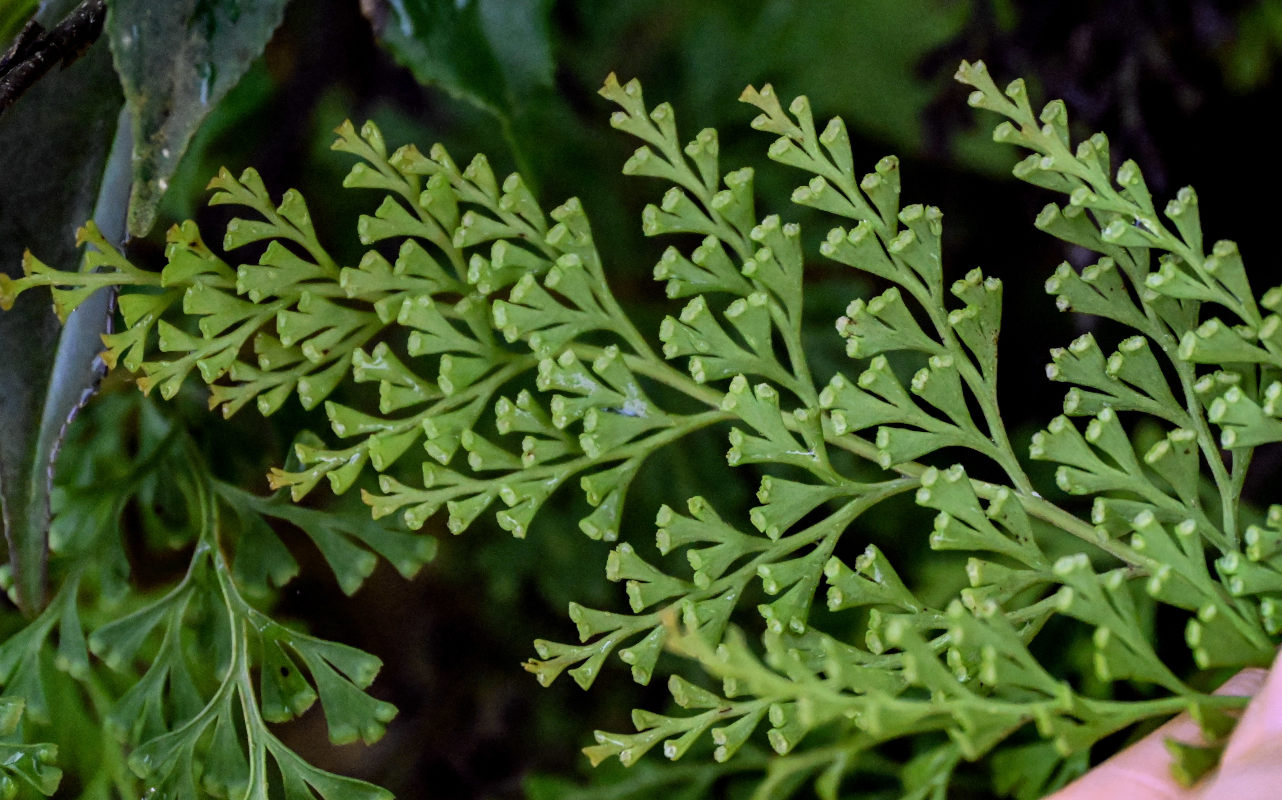 Изображение особи Odontosoria chinensis.